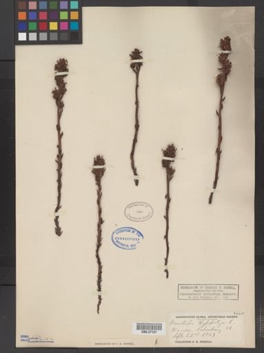 Monotropa hypopithys