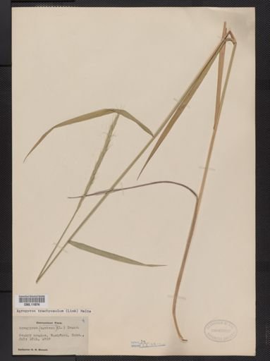 Elymus trachycaulus