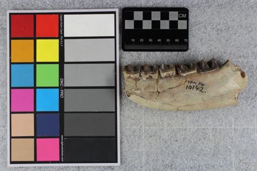 Hyracodon sp.