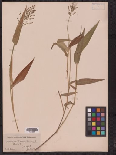 Panicum clandestinum