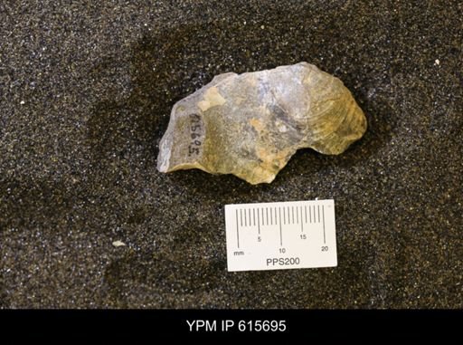 undet. Bivalvia