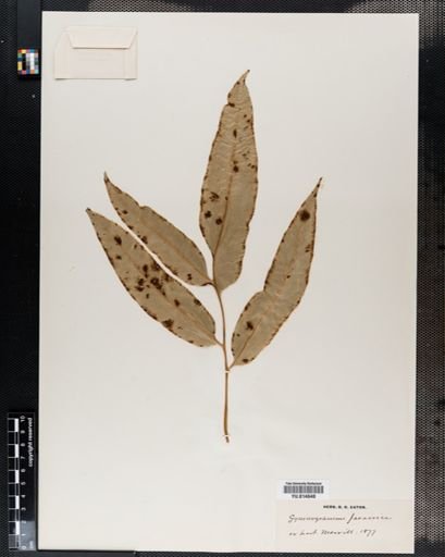Coniogramme
