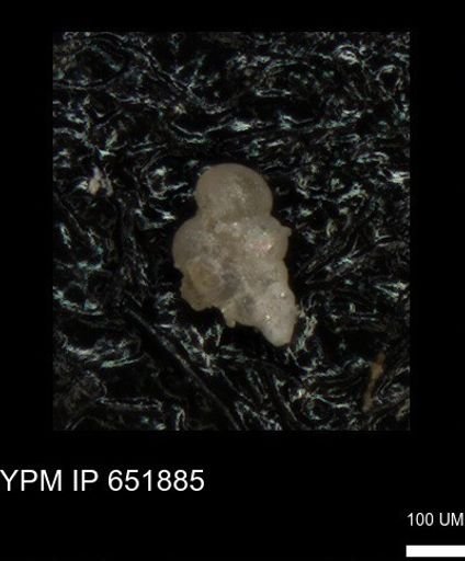 undet. Heterohelicidae