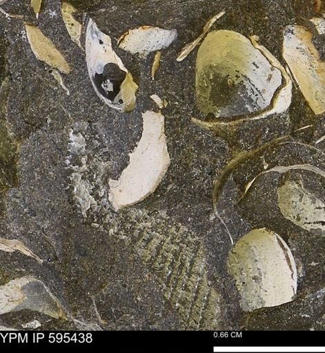 Protocardia sp.