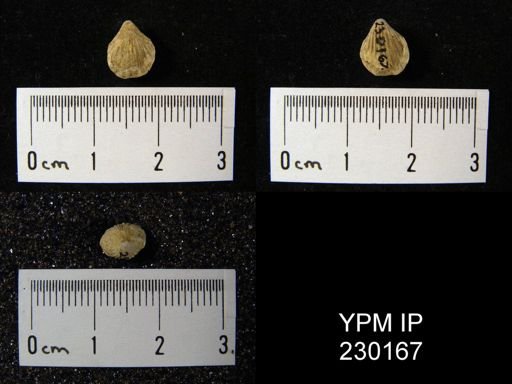 Hustedia mormoni