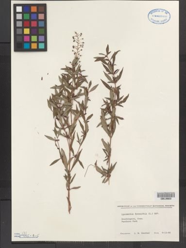 Plantae