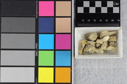 Protoceras cristatus