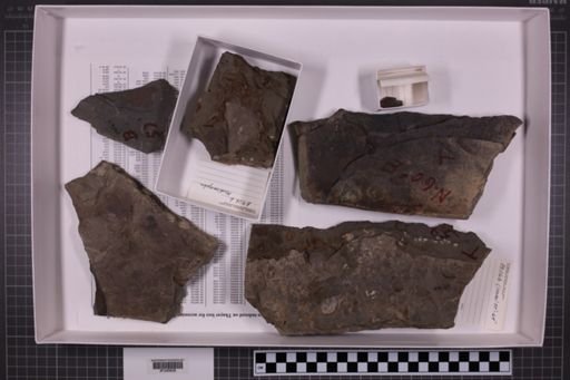mixed taxa, stratigraphic collection