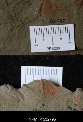 undet. Xiphosurida