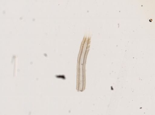Lyogyrus limosus