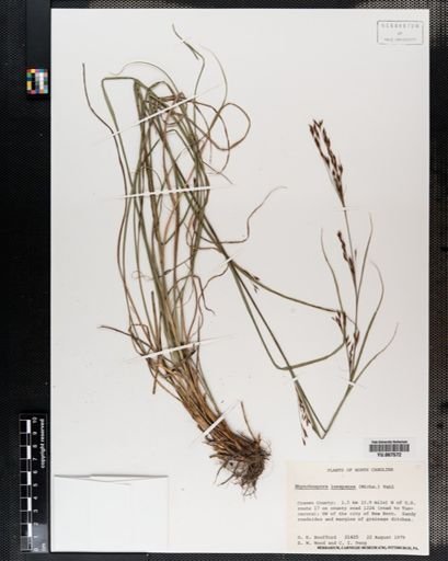 Plantae