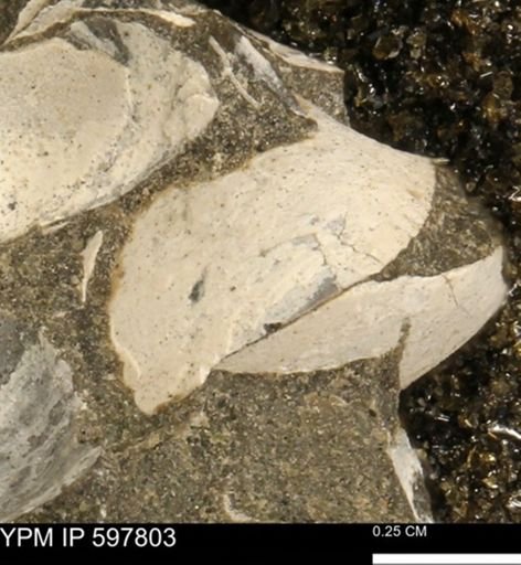 Limopsis striatopunctatus
