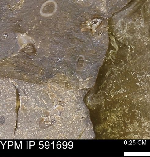 Serpulidae