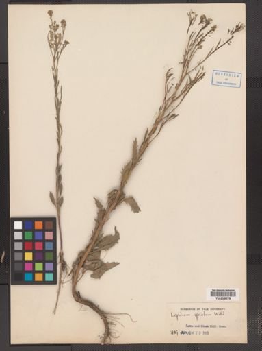 Lepidium densiflorum