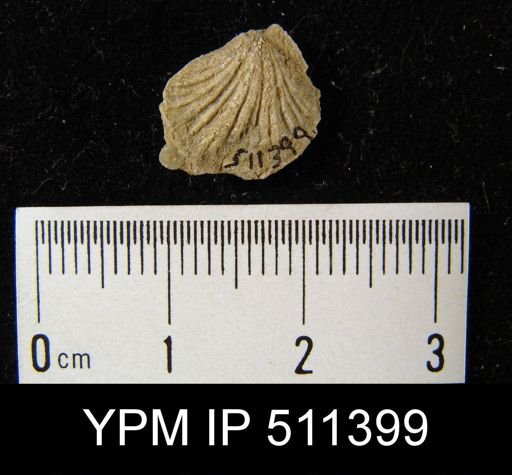 Eospirigerina sp.