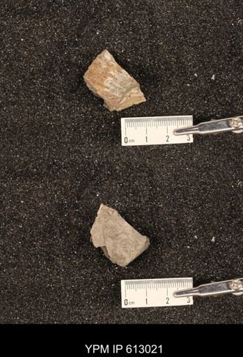 Clioscaphites vermiformis