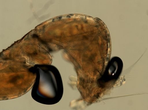 Cyathura polita