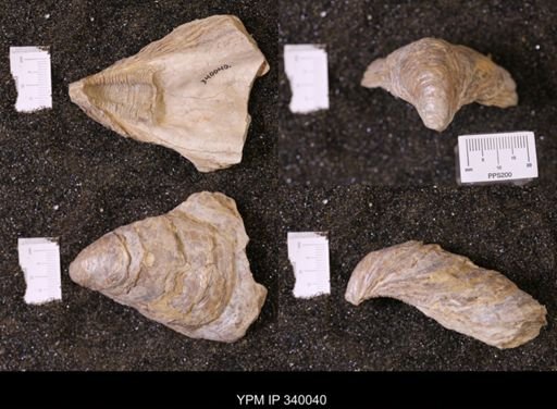 Ostrea glabra wyomingensis