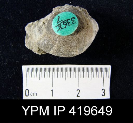 Schizophoria impressa