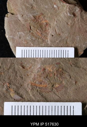 Furca sp.