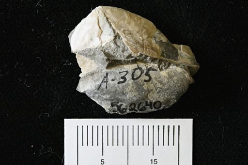 Phelopteria linguaeformis