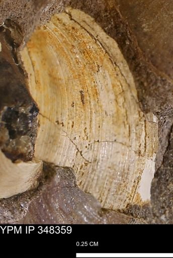 Limopsis striatopunctatus