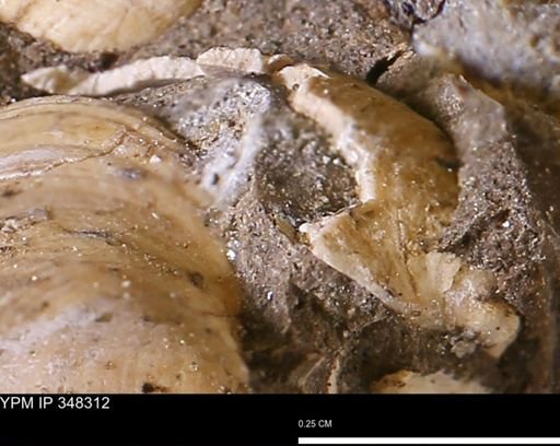 undet. Bivalvia