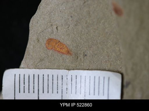 Chelicerata