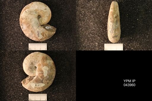 Hoploscaphites nicolletii