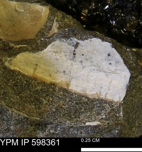 Limopsis striatopunctatus