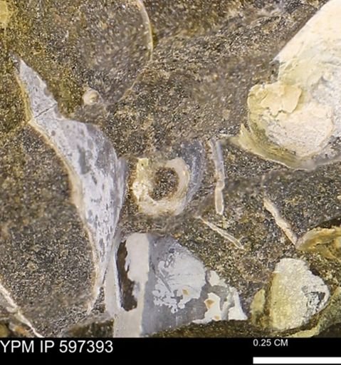 Scaphopoda?
