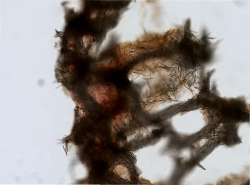 Petrosiidae