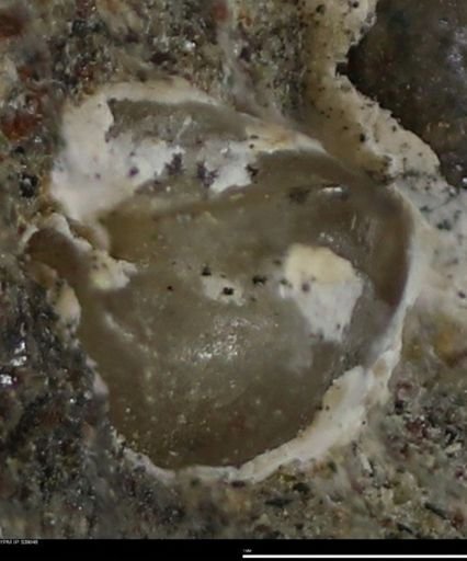 Corbulamella gregaria