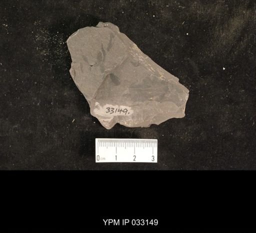 Mormolucoides articulatus