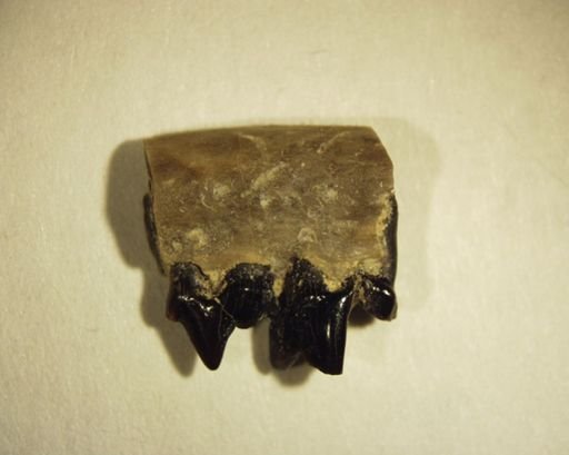 Viverravus sp.