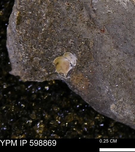 undet. Gastropoda