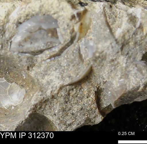 undet. Bivalvia