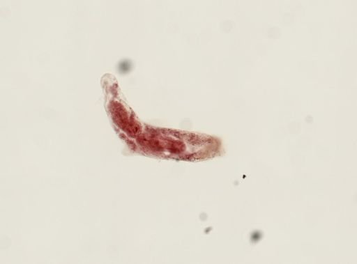 Digenea