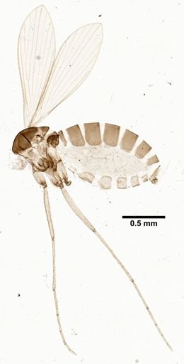 Lutzomyia cayennensis