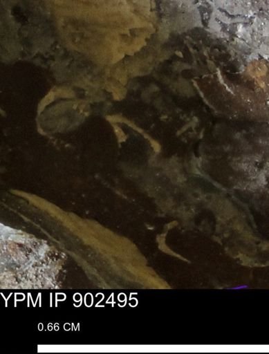 undet. Mollusca