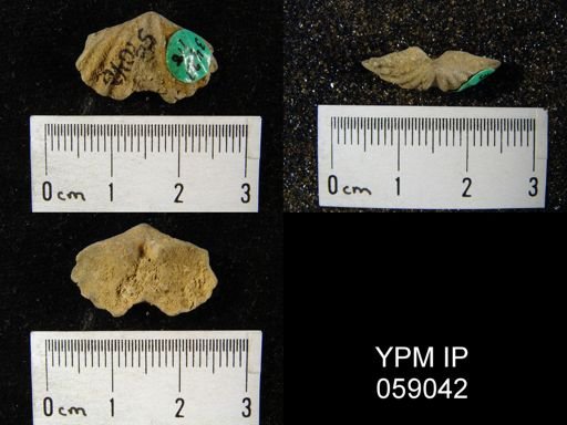 Delthyris perlamellosa