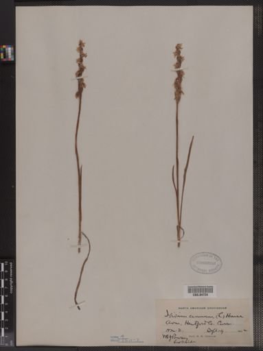 Ibidium cernuum