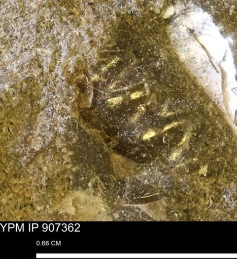 undet. Scaphitidae