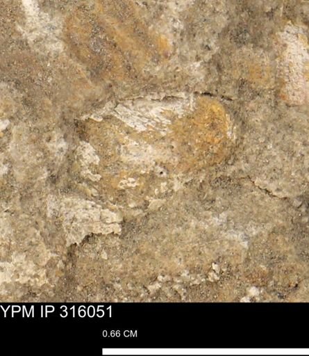 undet. Mollusca