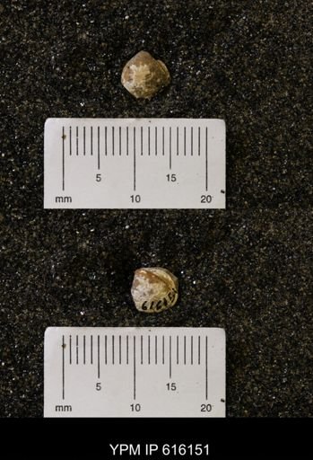 Protocardia subquadrata