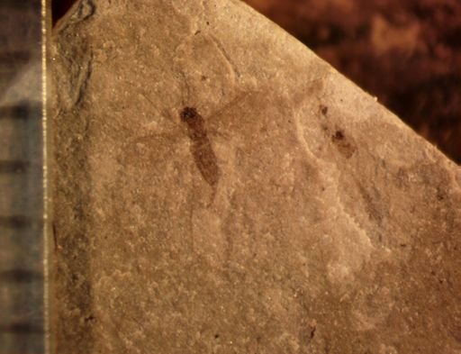 undet. Diptera