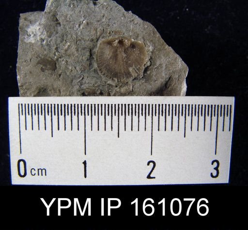 Rhipidomella uberis