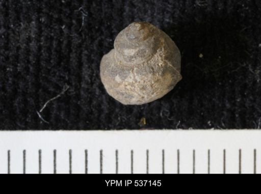 Viviparus montanaensis