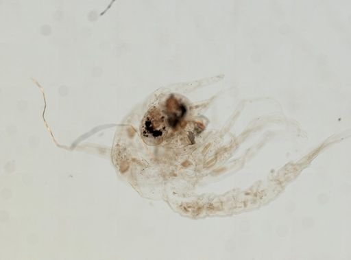 Brachyura