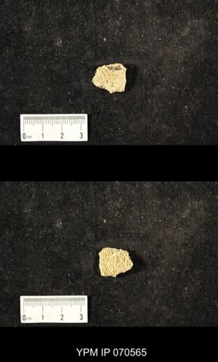 Favosites louisvillensis
